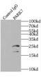 Parkinsonism Associated Deglycase antibody, FNab06148, FineTest, Immunoprecipitation image 