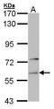 Phenylalanyl-TRNA Synthetase Subunit Alpha antibody, GTX104924, GeneTex, Western Blot image 