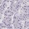 Piwi-like protein 3 antibody, HPA061955, Atlas Antibodies, Immunohistochemistry frozen image 