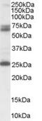 Glutamate Decarboxylase 2 antibody, TA303017, Origene, Western Blot image 