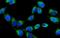 Adenylate kinase 2, mitochondrial antibody, PB10034, Boster Biological Technology, Immunofluorescence image 
