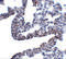 Protocadherin 12 antibody, 5071, ProSci, Immunohistochemistry paraffin image 