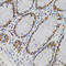 A-Kinase Anchoring Protein 8 antibody, 16-909, ProSci, Immunohistochemistry paraffin image 