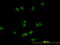 Exportin-2 antibody, LS-B4307, Lifespan Biosciences, Immunofluorescence image 