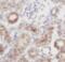 Granulin Precursor antibody, FNab03657, FineTest, Immunohistochemistry paraffin image 