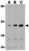 Caspase 5 antibody, GTX31701, GeneTex, Western Blot image 