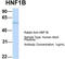Hnf-1b antibody, TA332360, Origene, Western Blot image 