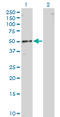 RNA Binding Motif Single Stranded Interacting Protein 1 antibody, LS-C198068, Lifespan Biosciences, Western Blot image 
