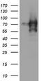 Zinc Finger And SCAN Domain Containing 18 antibody, TA505243S, Origene, Western Blot image 