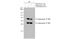 Enterovirus antibody, GTX132340, GeneTex, Western Blot image 