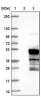 Protein HEXIM2 antibody, PA5-55862, Invitrogen Antibodies, Western Blot image 