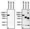 Human IgM antibody, MA5-14729, Invitrogen Antibodies, Western Blot image 