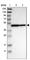 Cell cycle protein p38-2G4 homolog antibody, HPA016484, Atlas Antibodies, Western Blot image 