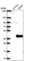 Iron-Sulfur Cluster Assembly Factor IBA57 antibody, PA5-56498, Invitrogen Antibodies, Western Blot image 