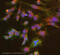 HIF-2-alpha antibody, ab199, Abcam, Immunofluorescence image 