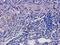 CD3 antibody, orb378203, Biorbyt, Immunohistochemistry paraffin image 