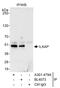 Integrin-linked kinase-associated serine/threonine phosphatase 2C antibody, A301-479A, Bethyl Labs, Immunoprecipitation image 