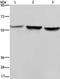 Synapsin II antibody, PA5-50686, Invitrogen Antibodies, Western Blot image 