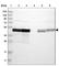 Elongation factor Tu, mitochondrial antibody, HPA018991, Atlas Antibodies, Western Blot image 
