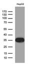 Sulfotransferase 1A3/1A4 antibody, MA5-27401, Invitrogen Antibodies, Western Blot image 