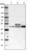 MAF BZIP Transcription Factor B antibody, NBP1-81342, Novus Biologicals, Western Blot image 