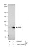NGFI-A-binding protein 2 antibody, NBP2-19463, Novus Biologicals, Immunoprecipitation image 