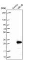 Ubiquitin Like 4B antibody, NBP1-82054, Novus Biologicals, Western Blot image 