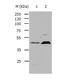 HTR1A antibody, TA323632, Origene, Western Blot image 