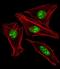 Homeobox protein engrailed-1 antibody, A05395, Boster Biological Technology, Immunofluorescence image 