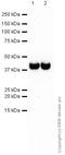 Synaptophysin antibody, ab8049, Abcam, Western Blot image 