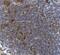 Ecto-5 -nucleotidase antibody, A02120-2, Boster Biological Technology, Immunohistochemistry paraffin image 