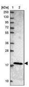 Mitochondrial Ribosomal Protein L21 antibody, NBP2-13612, Novus Biologicals, Western Blot image 