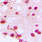 Zinc Finger Protein 76 antibody, LS-C358403, Lifespan Biosciences, Immunohistochemistry frozen image 