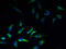 ATP-sensitive inward rectifier potassium channel 1 antibody, A53694-100, Epigentek, Immunofluorescence image 