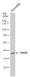 Hematopoietic SH2 domain-containing protein antibody, PA5-78608, Invitrogen Antibodies, Western Blot image 