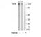 EGFR antibody, TA312531, Origene, Western Blot image 