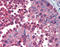 Chaperonin Containing TCP1 Subunit 2 antibody, ADI-CTA-202-C, Enzo Life Sciences, Immunohistochemistry paraffin image 
