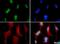 RUNX Family Transcription Factor 2 antibody, NBP1-77462, Novus Biologicals, Immunofluorescence image 