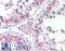 Zinc Finger DHHC-Type Containing 17 antibody, LS-B9497, Lifespan Biosciences, Immunohistochemistry frozen image 