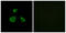 Mitochondrial Ribosomal Protein L52 antibody, GTX87484, GeneTex, Immunofluorescence image 