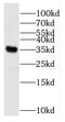 RNA Binding Motif Protein 11 antibody, FNab07159, FineTest, Western Blot image 