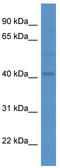 MAS Related GPR Family Member F antibody, TA342778, Origene, Western Blot image 