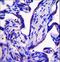 EF-Hand Calcium Binding Domain 7 antibody, LS-C167640, Lifespan Biosciences, Immunohistochemistry frozen image 