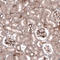 Laminin Subunit Gamma 1 antibody, AMAb91138, Atlas Antibodies, Immunohistochemistry frozen image 