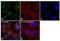 Cytochrome C Oxidase Subunit 4I1 antibody, PA5-19471, Invitrogen Antibodies, Immunofluorescence image 