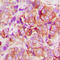 BAX antibody, LS-C351881, Lifespan Biosciences, Immunohistochemistry frozen image 