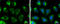 Malate dehydrogenase, mitochondrial antibody, GTX105870, GeneTex, Immunocytochemistry image 