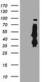 Serpin Family B Member 6 antibody, TA504127, Origene, Western Blot image 