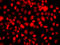 Nuclear Receptor Subfamily 2 Group E Member 1 antibody, LS-C349159, Lifespan Biosciences, Immunofluorescence image 