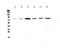 CEP68 antibody, PA5-79031, Invitrogen Antibodies, Western Blot image 